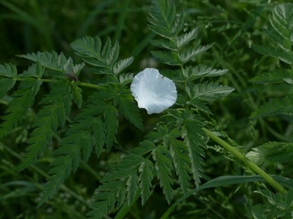flor de maçã pétala branca