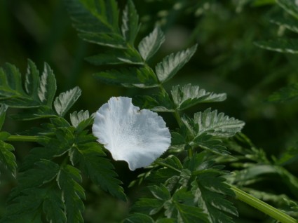 flor de la manzana de pétalo blanco