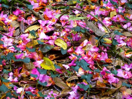 Blütenblätter bunt Rottöne
