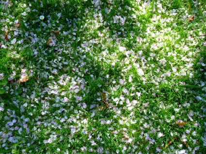 하얀 꽃잎 풀밭