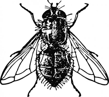peterm housefly ปะ