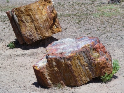 Nasional Petrified forest