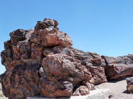 化石木の化石の森国立公園アリゾナ州