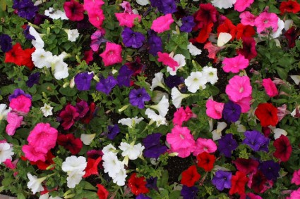 Petunie Blüten Hintergrund