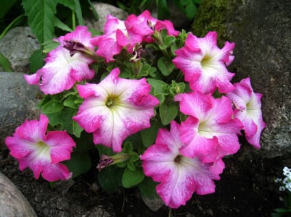 Petunia Pink Colors