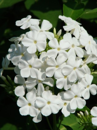 Flox flor flor jardim