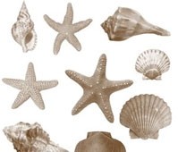 Photoshop pennelli seashell