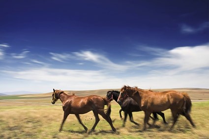photo des chevaux dans la prairie