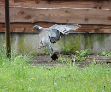 Taube, die Landung