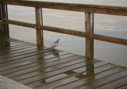 Pigeon sur le pont de bateau