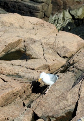 pombo em bloco de rocha