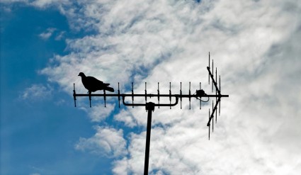 Taube auf der Antenne