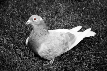 Pigeon sur l'herbe