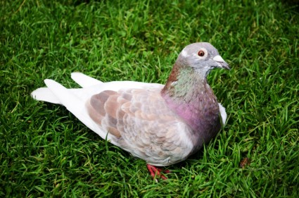 Pigeon sur l'herbe