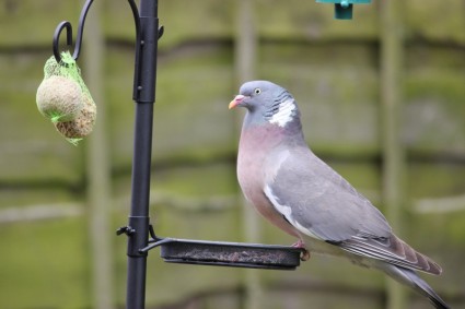 Pigeon de vol dans la mangeoire à oiseaux