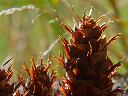 naturaleza de conos de pino