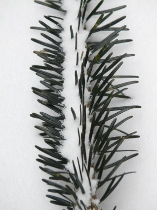 agulhas tannenzweig de agulhas de pinheiro