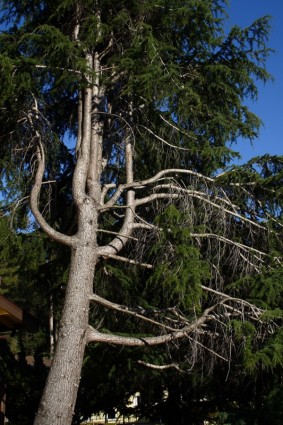 albero di pino