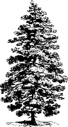 arte de clip de árbol de pino