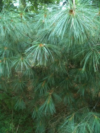 Pine tree vert