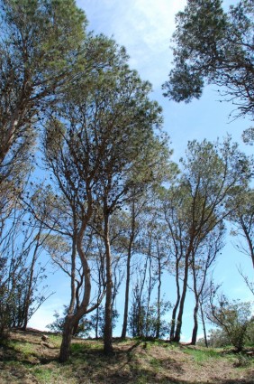 natureza de árvores de pinho