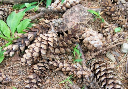 pinecones บนพื้นดิน