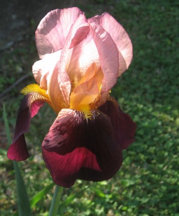 Rosa und braun iris
