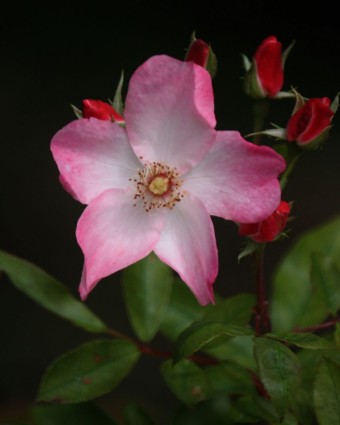분홍색과 흰색 활자 장미 꽃