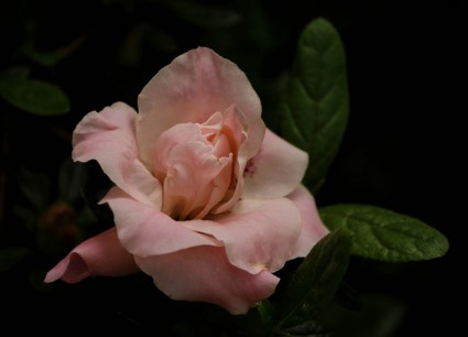 fleur floral rose azalée