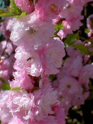 핑크 꽃 꽃