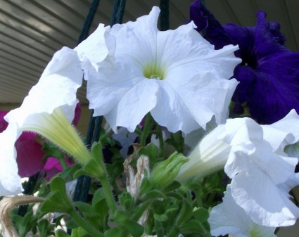 fiori bianchi blu rosa