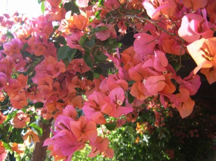 màu hồng bougainvillea