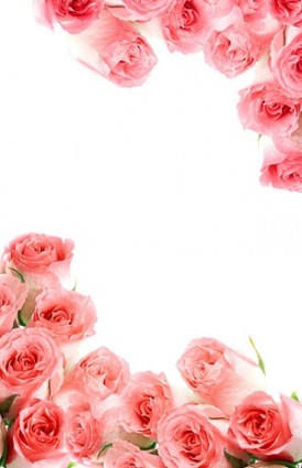 粉紅色的玫瑰圖片的花束