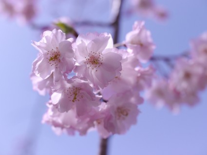 핑크 체리 꽃