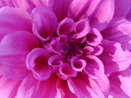 粉紅色的菊花