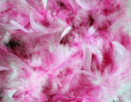 粉红色的羽毛背景