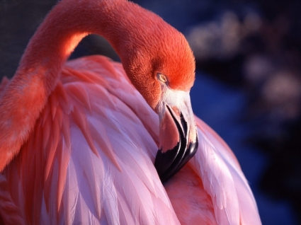 粉红色的火烈鸟壁纸鸟类动物