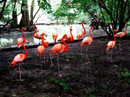 różowe flamingi ptak