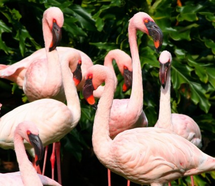 màu hồng flamingos loài chim nước gà