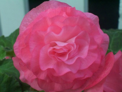 زهرة الوردي