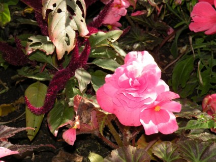 ดอกไม้สีชมพู