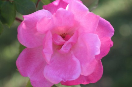 różowy kwiat