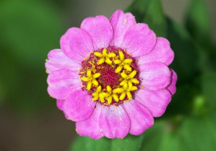 розовый цветок