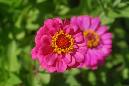 flor-de-rosa