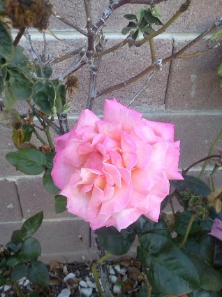 розовый цветок Блум