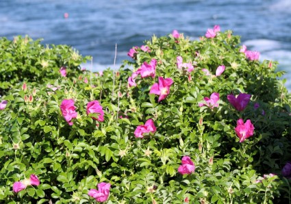 océano y arbusto de la flor rosa