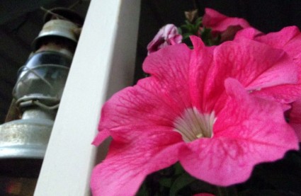 linterna de flor rosa