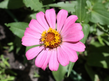 rosa Blume-Makro-Tapete-Blumen-Natur