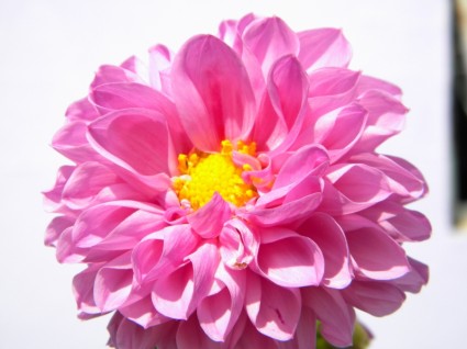 natura soleggiata fiore rosa