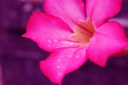 ดอกไม้สีชมพูกับฝน